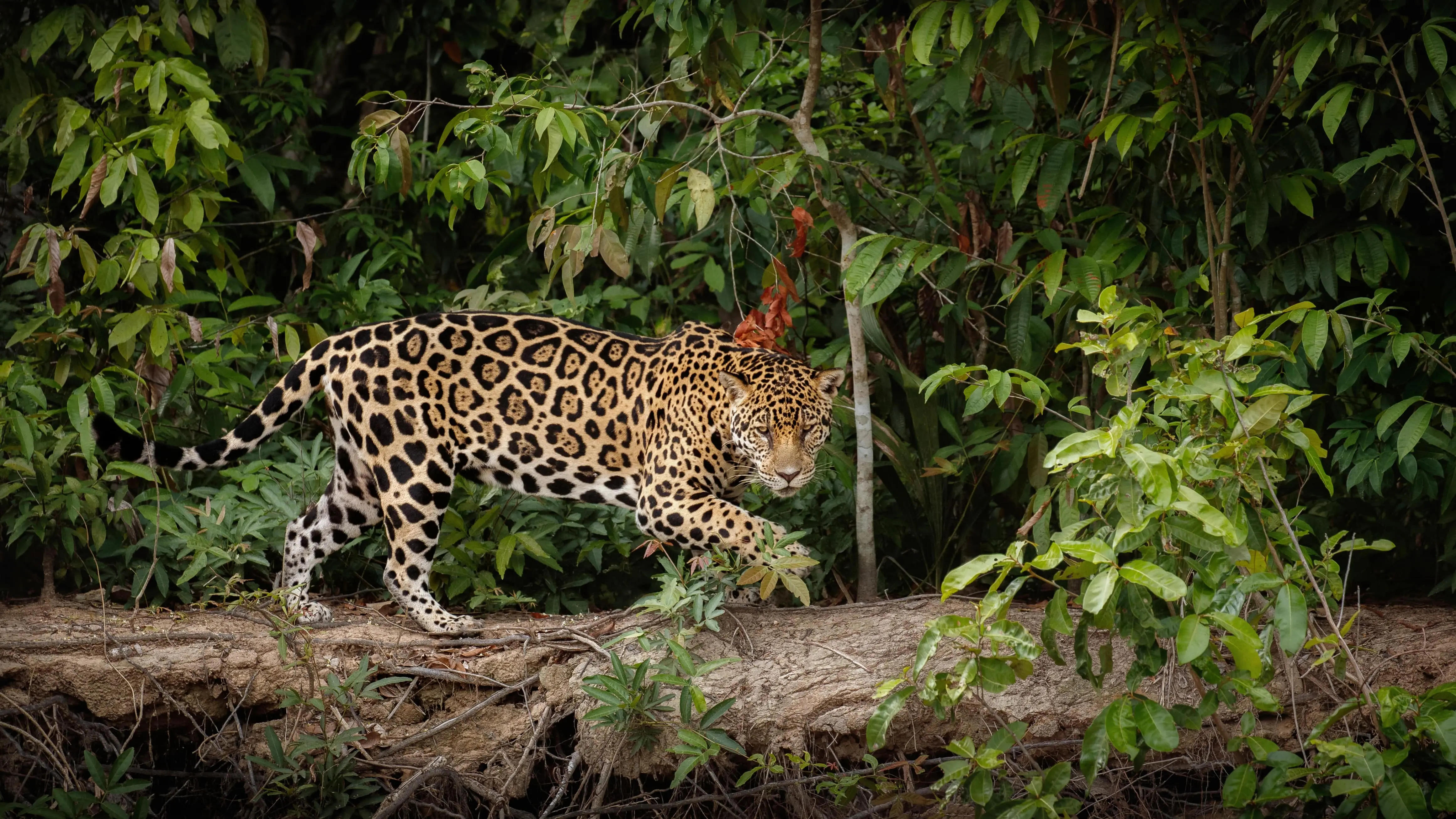 Leopard in Tierpark Berlin