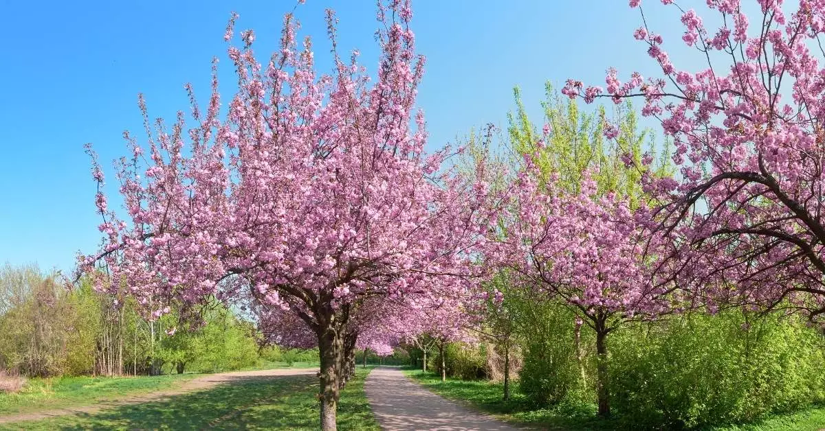 Parks in Pankow - Beautiful spring trees, during a bright and pleasant afternoon