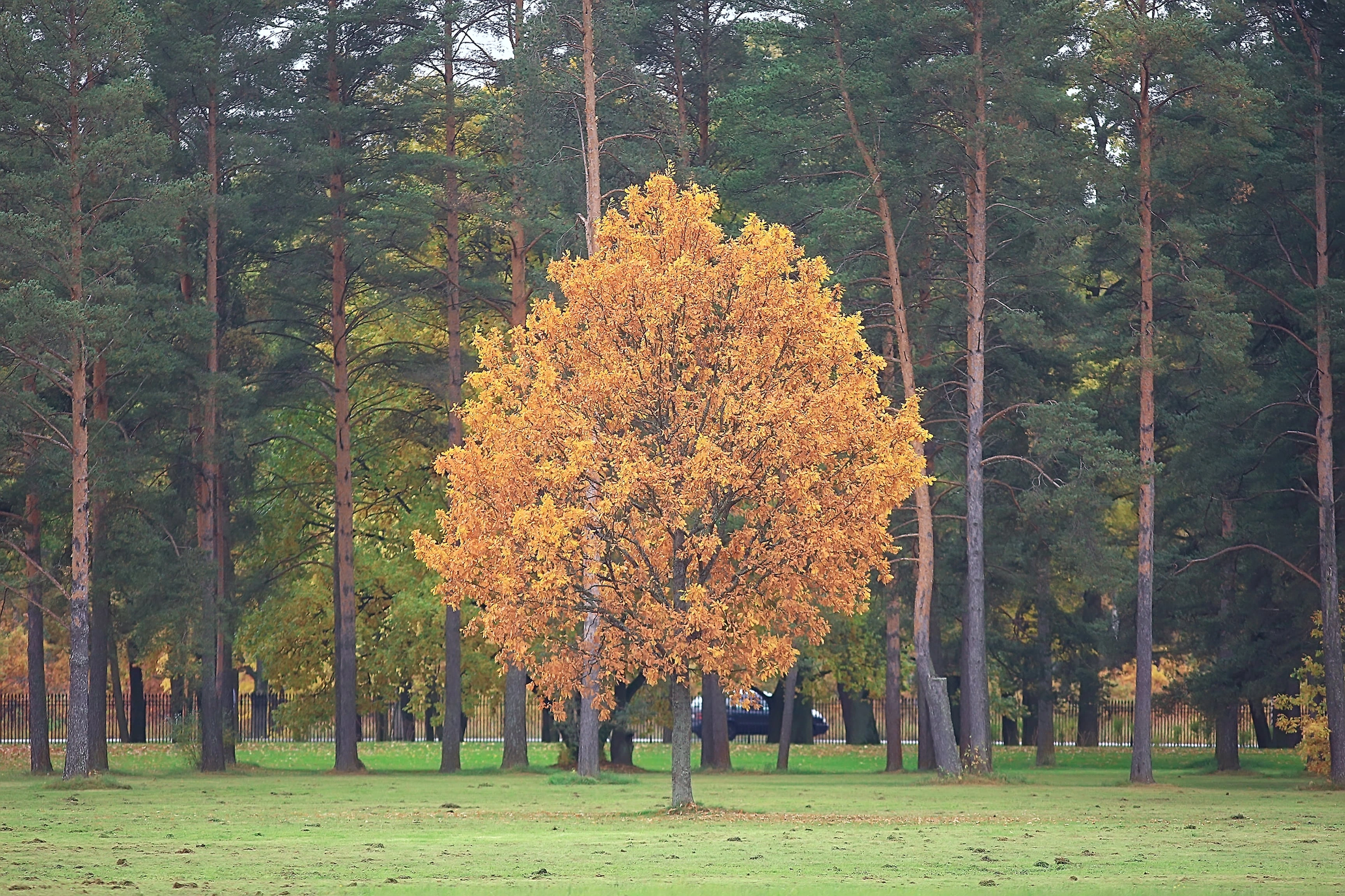 Leopard in Tierpark Berlin