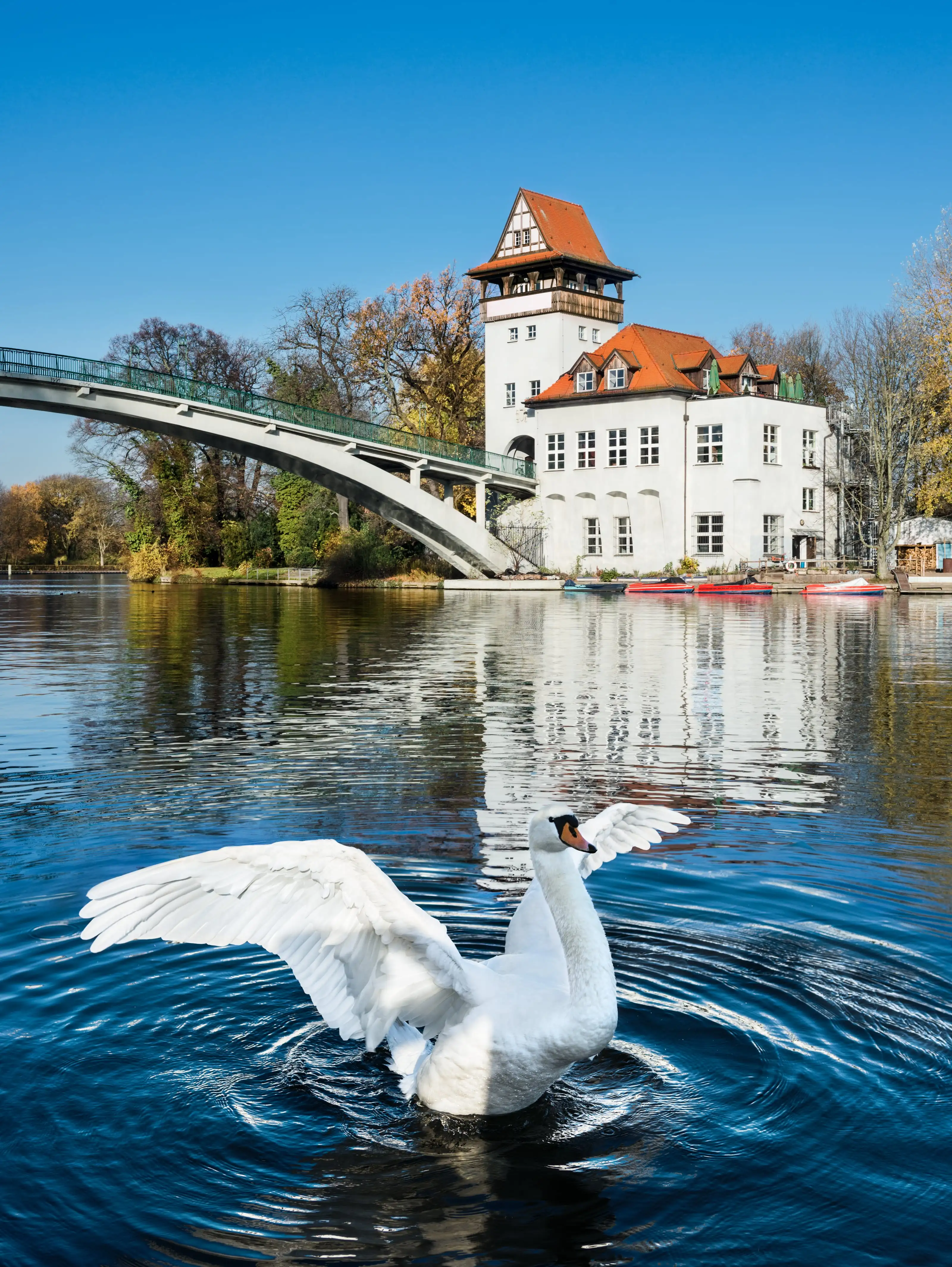 A white swan in Treptow Park